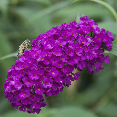 Sommerfuglebusk Davidii Royal