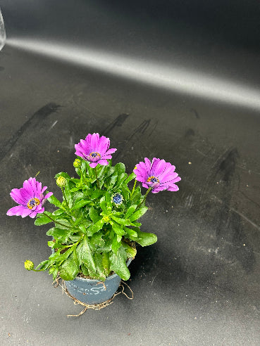 Spanske marguritter - Støvet lilla