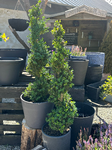 Buksbom spiral 125 cm