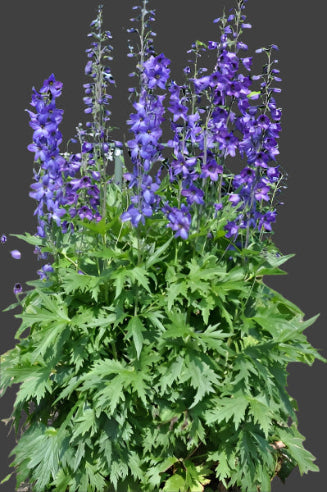 Staude Ridderspore/Delphinium Blå