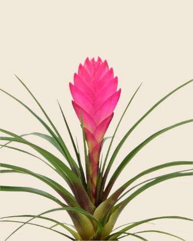 Tillandsia Cynanea Lyserød