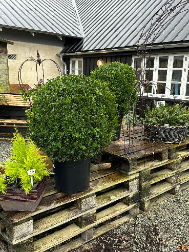 Kæmpe buksbom 1 meter i diameter