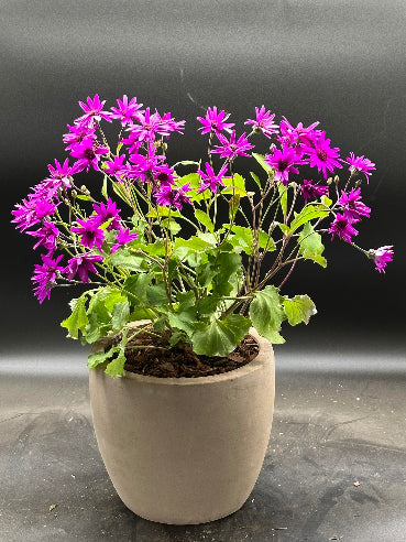 Brun krukke med pink senetti