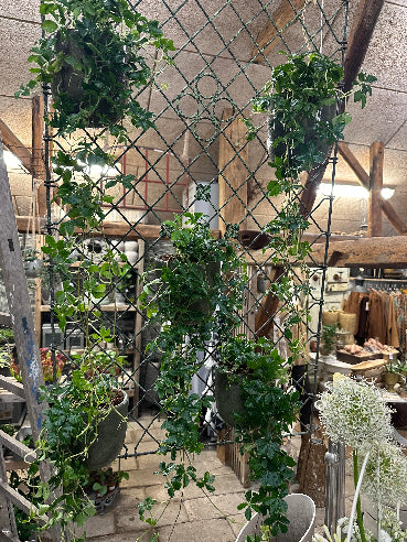 Grøn vægpotte med japanvin