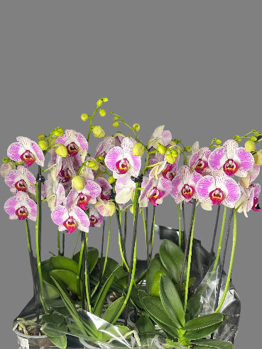 Orkidé Unika 2-grenet