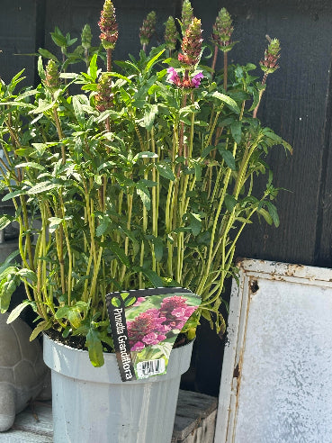 Staude Prunella