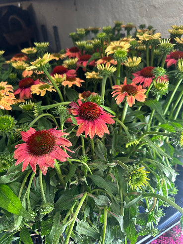 Solhat – Echinacea purpurea