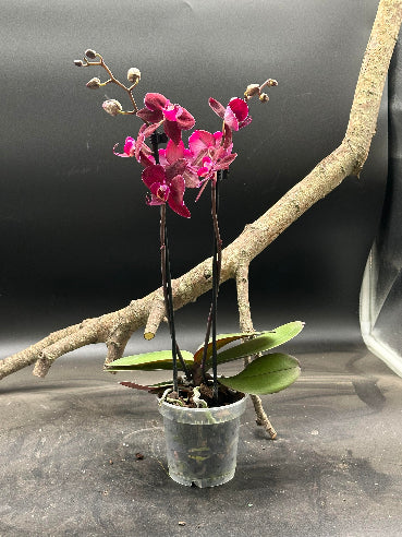 Orkide mørk bordeaux