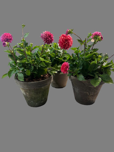 Dahlia i grå lerpotte