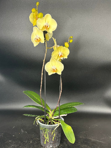 Gul orkidé 2-grenet