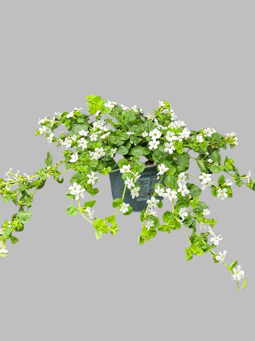 Bacoba Hvid små-blomstret