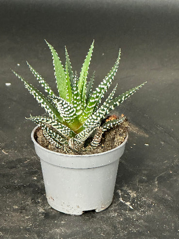 Sukkulent Haworthia Big band Mini