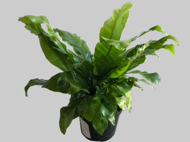 Fugleredebregne - Asplenium Gloria