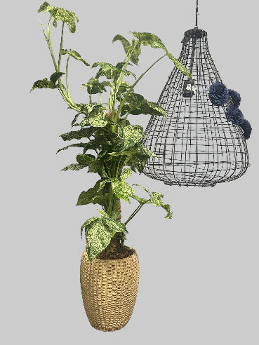 Krukke med syngonium