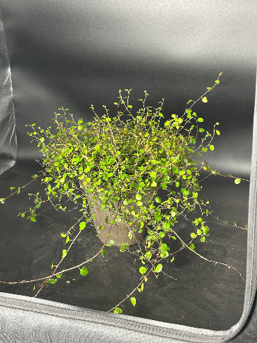 Pletter i luften i grå lerpotte