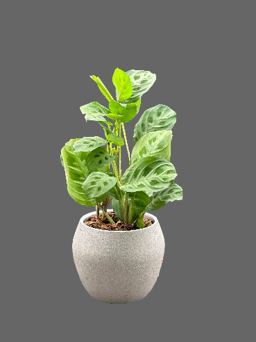 Lys grå potte med Calathea