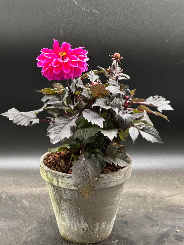 Grå lerpotte med pink dahlia med mørkt løv