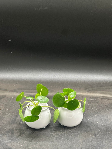 Potte med pilea (Mini)