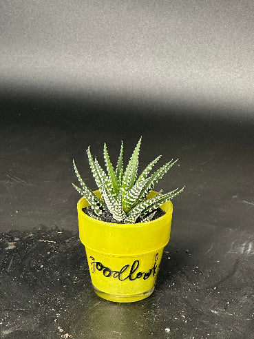 Sukkulent i gul potte
