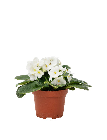 Saint Paulia Hvid Mini