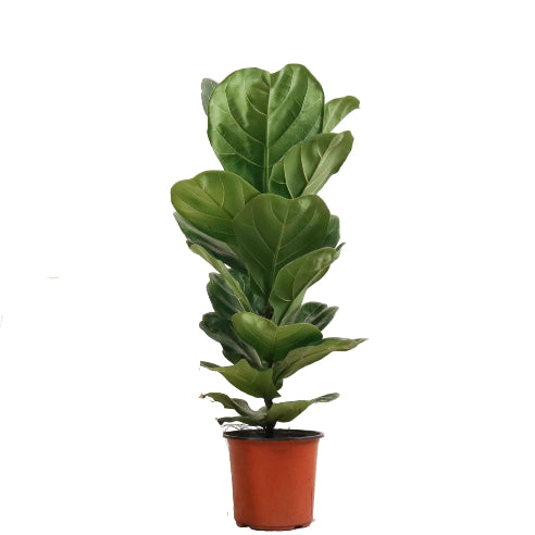 Ficus Lyrata - Violinfigen