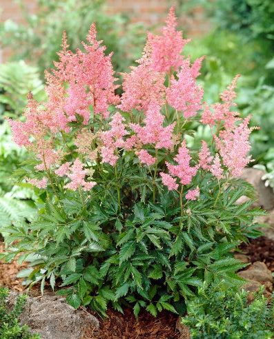 Astilbe Nikki