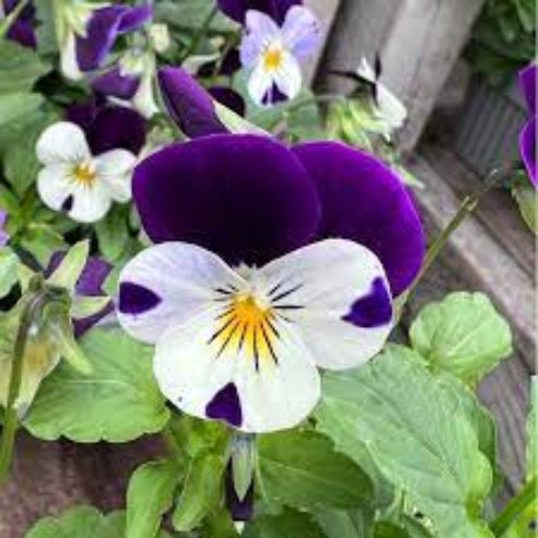 Hornviol White Purple Wing