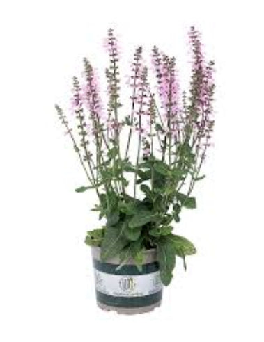 Salvia Staude - Lyserød