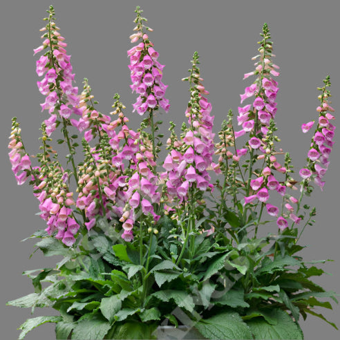 Digitalis Rosa