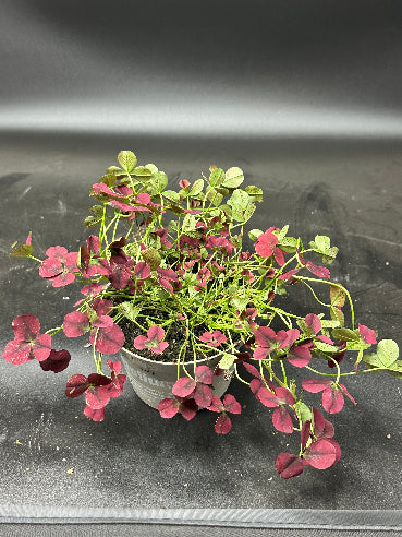 Trifolium kløver rød