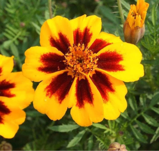 Tagetes Gul