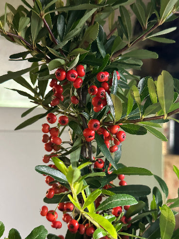 Ildtorn uden torne - Pyracantha