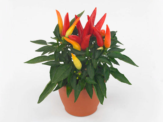 Capsicum Joker