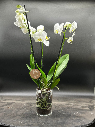 Orkide i glas - 3-grenet