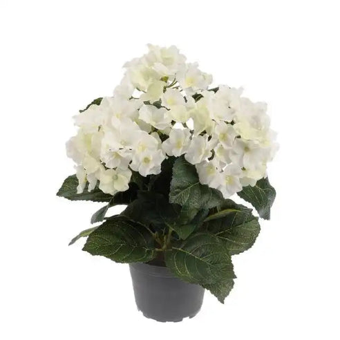 Hortensia Hvid