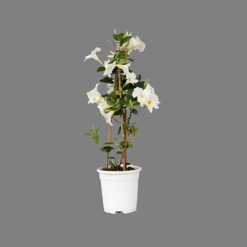 Bægerranke Hvid (Dipladenia)