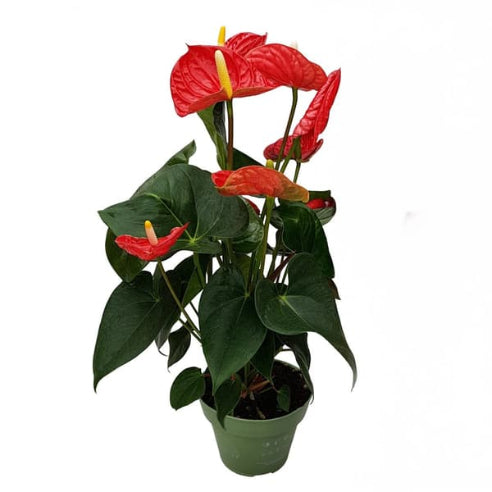 Anthurium Rød