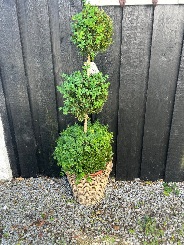 Buksbom formklippet med 3 kugler - 125 cm