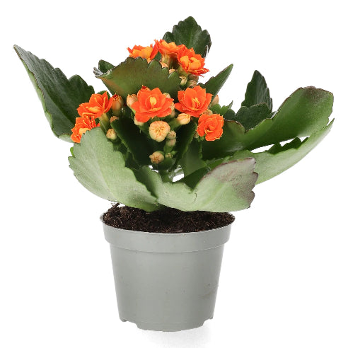 Kalanchoe Orange Mini - 3 STK