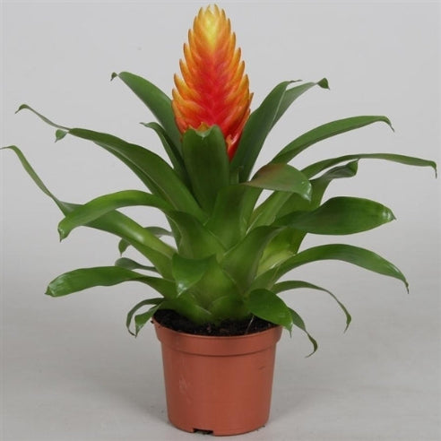 Vriesea Orange - Stueplante