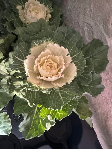Pyntekål - Brassica Hvid/Grøn uden krøller