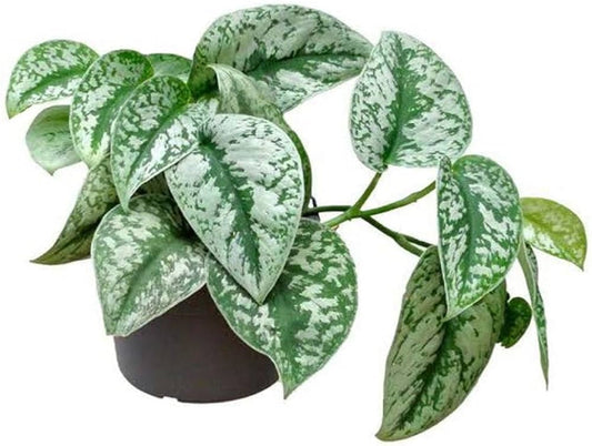 Philendendron