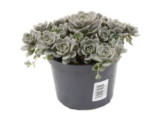 Narrehat - Orostachys