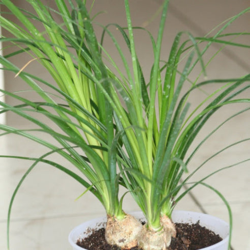 Beaucarnea