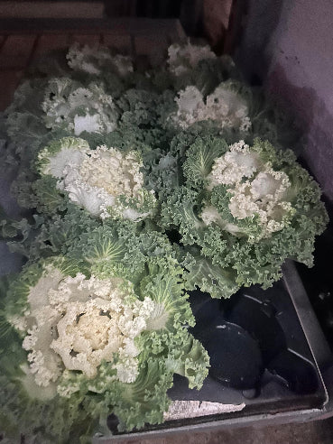 Pyntekål - Brassica Hvid/Grøn med krøller