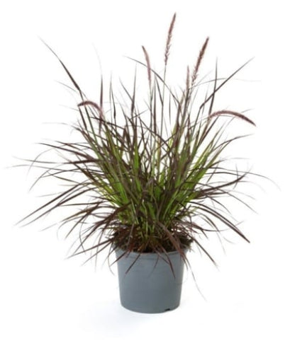 Pennisetum Rubrum - Prydgræs