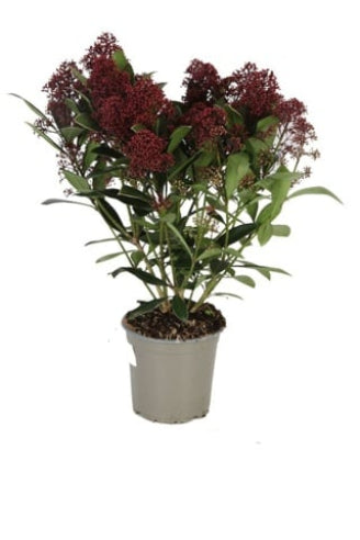 Skimmia Rød
