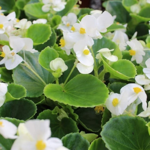 Isbegonia Hvid