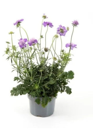 Scabiosa Columbaria