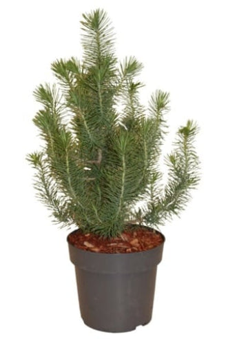 Pinus Pinea